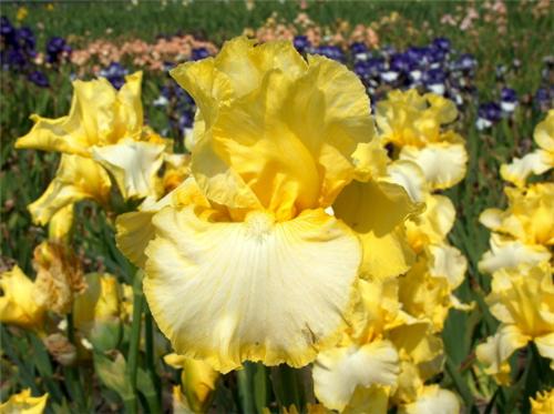 Iris (G) Little Ma