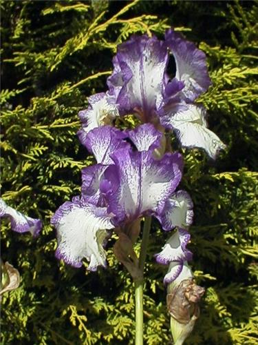 Iris (G) Loop the 