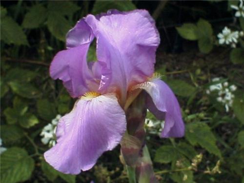 Iris (G) Lovely Ag