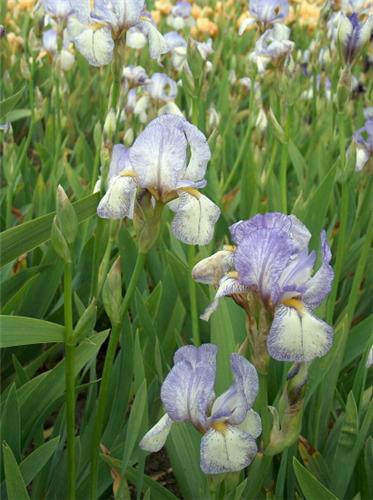 Iris (G) Lucky Loc