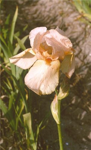 Iris (G) Madamme M