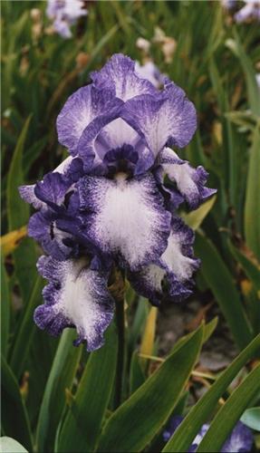 Iris (G) Mary's De