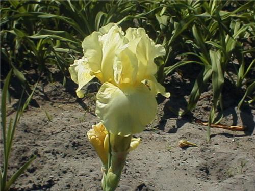 Iris (G) Maui Moon