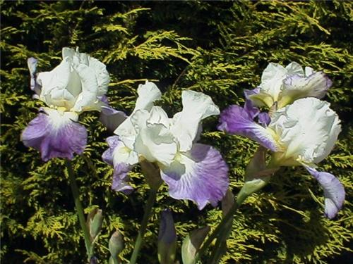Iris (G) Mission R