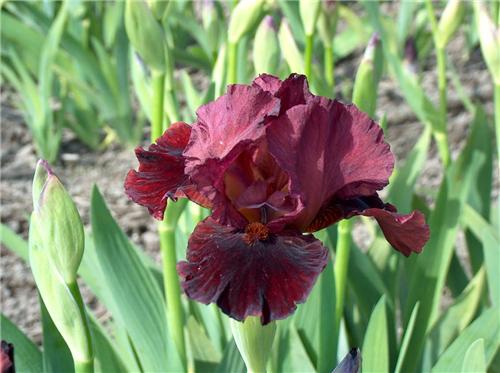Iris (G) Mornig Sh