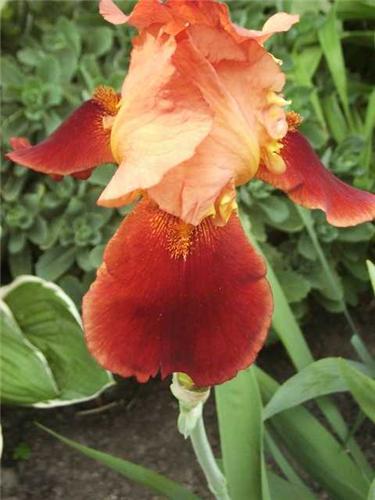 Iris (G) Natchez T