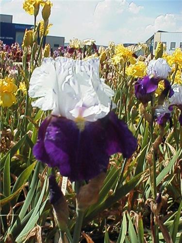 Iris (G) NightEdit