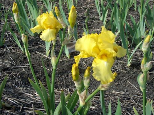 Iris (G) October S