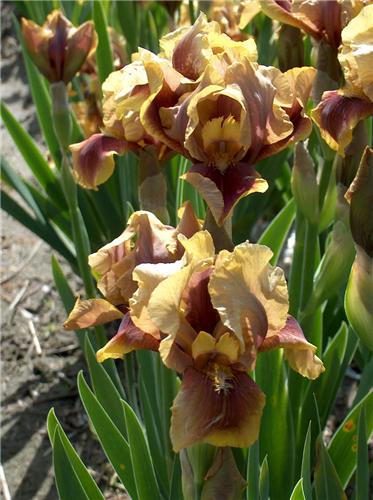 Iris (G) Oklahoma 