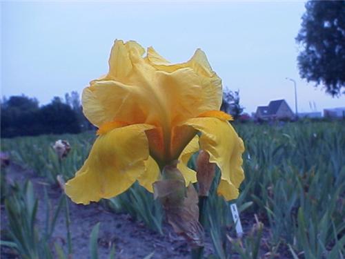 Iris (G) Ola Kala2