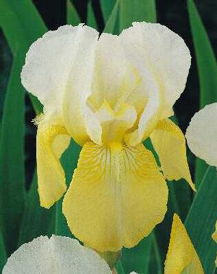 Iris (G) Pinnacle1