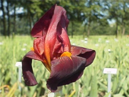 Iris (G) Ruby Mine