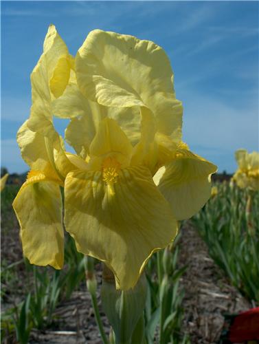 Iris (G) Sangreal