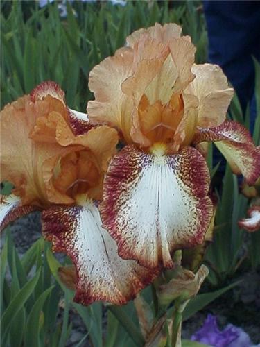 Iris (G) Siva Siva