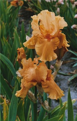 Iris (G) Skyfire1