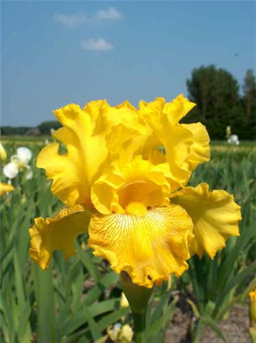 Iris (G) Spirit Of