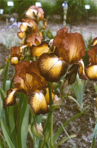 Iris (G) Spreckles1