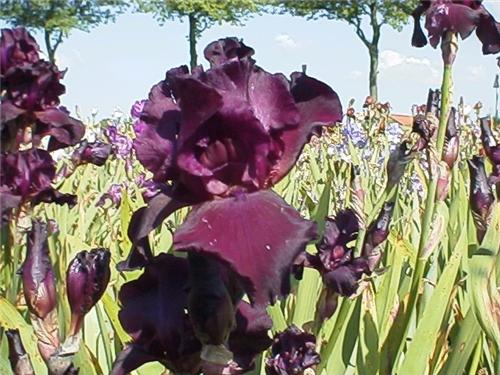 Iris (G) Superstit