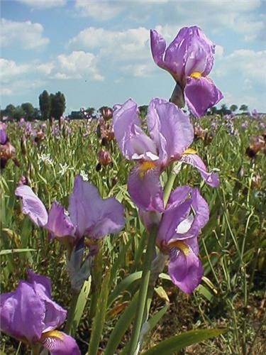 Iris (G) Susan Bli