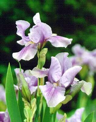 Iris (G) bedtime s