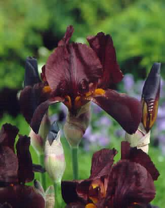 Iris (G) caliente2