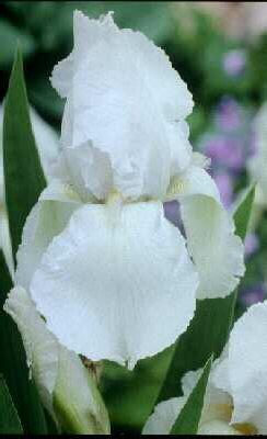 Iris (G) glacier2
