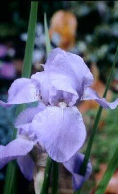 Iris (G) harbor bl