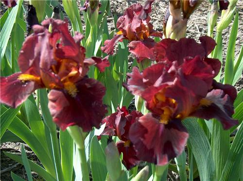 Iris (G) red zinge