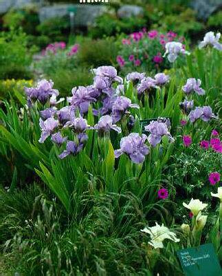 Iris (G) sapphire
