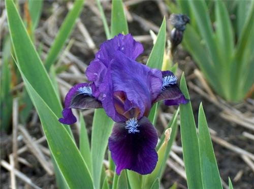 Iris (P) Brannigan