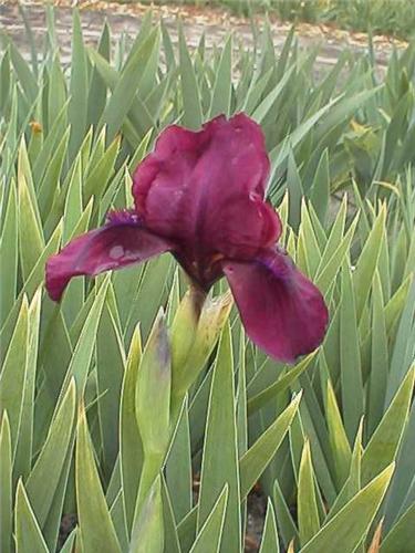 Iris (P) Cherry Ga