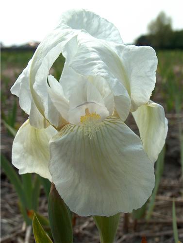 Iris (P) Dream Stu