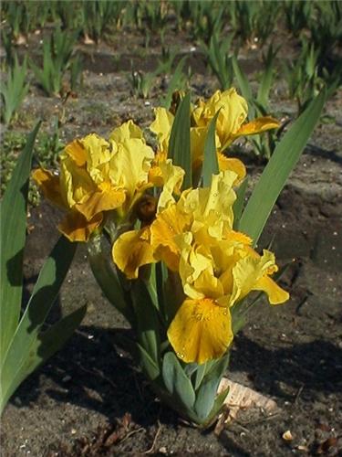 Iris (P) Gleaming 