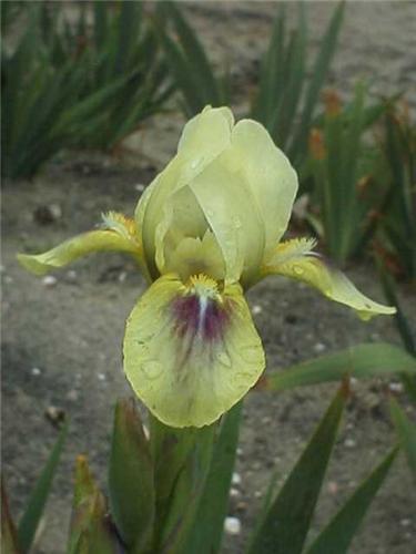 Iris (P) Green Spo
