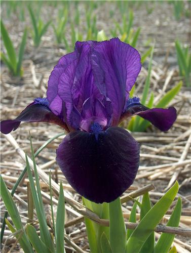Iris (P) Little Sh