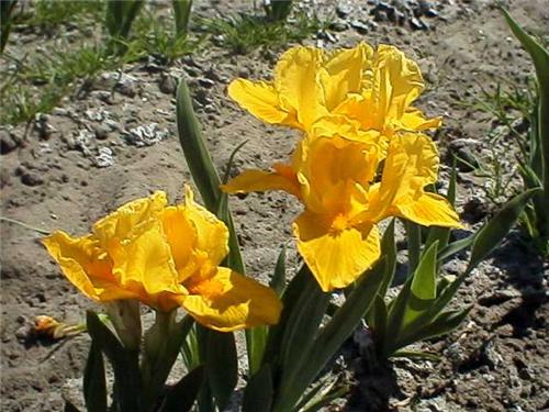 Iris (P) Orange Ca