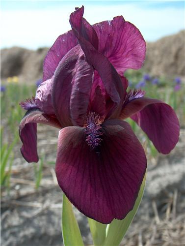 Iris (P) Pastel Ch