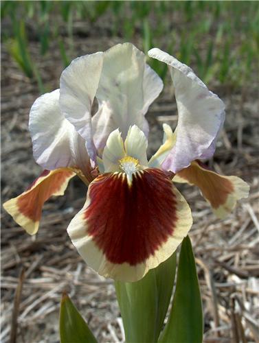Iris (P) Red Heart