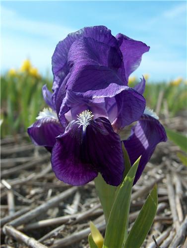 Iris (P) Truly2