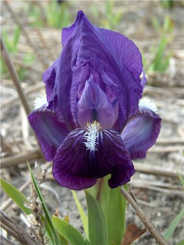 Iris (P) cyanea1