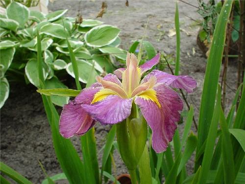 Iris (P) louisiana