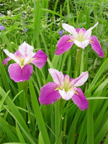 Iris (P) louisiana