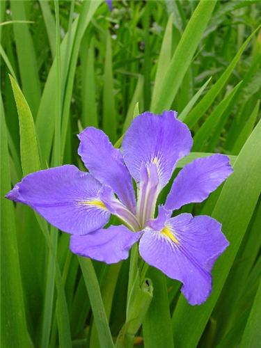 Iris (P) louisiana