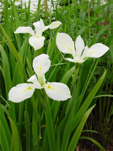 Iris (P) louisiana