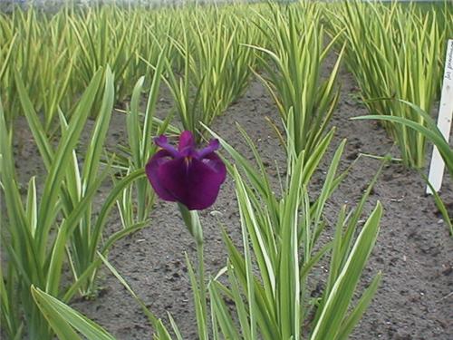 Iris ensata 'Varie