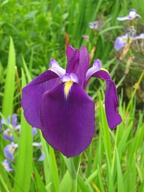 Iris ensata Ruby K