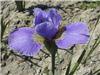 Iris siberica 'Sil