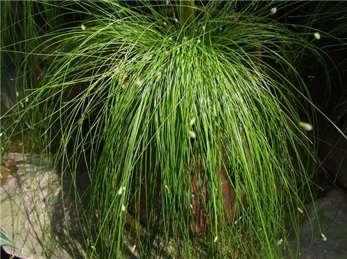 Isolepis cernua