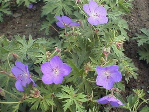 Johnson'sBlue