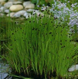 Juncus ensifolius